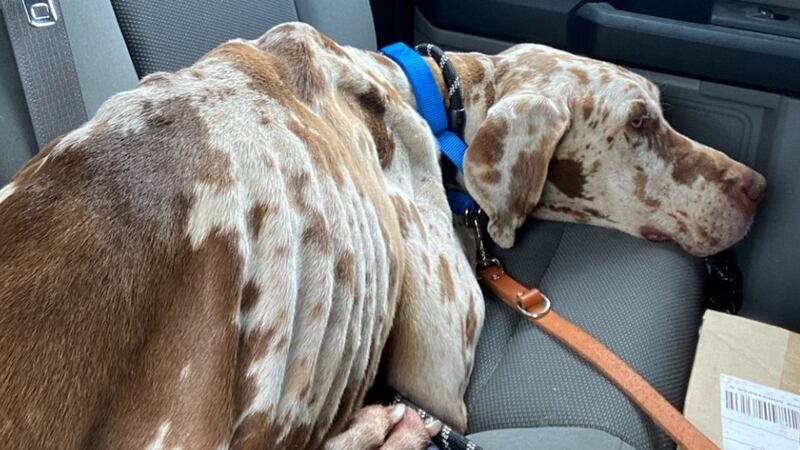 A dog was rescued after being stranded on an island in Clare County for weeks.