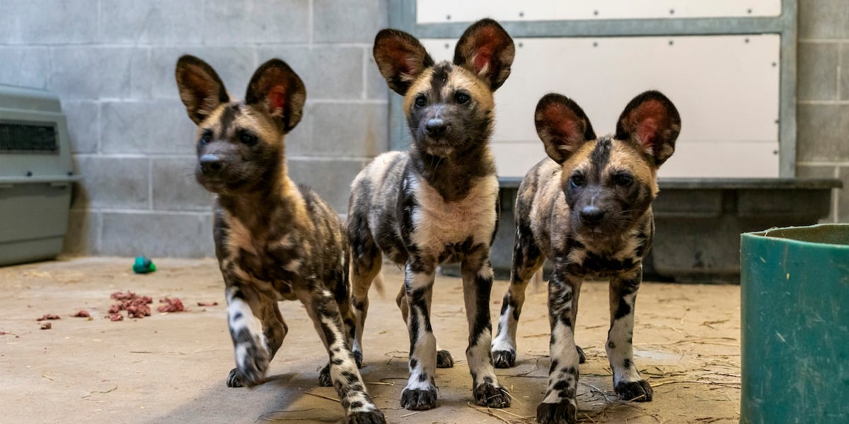 Endangered African painted dog pups born at Potawatomi Zoo