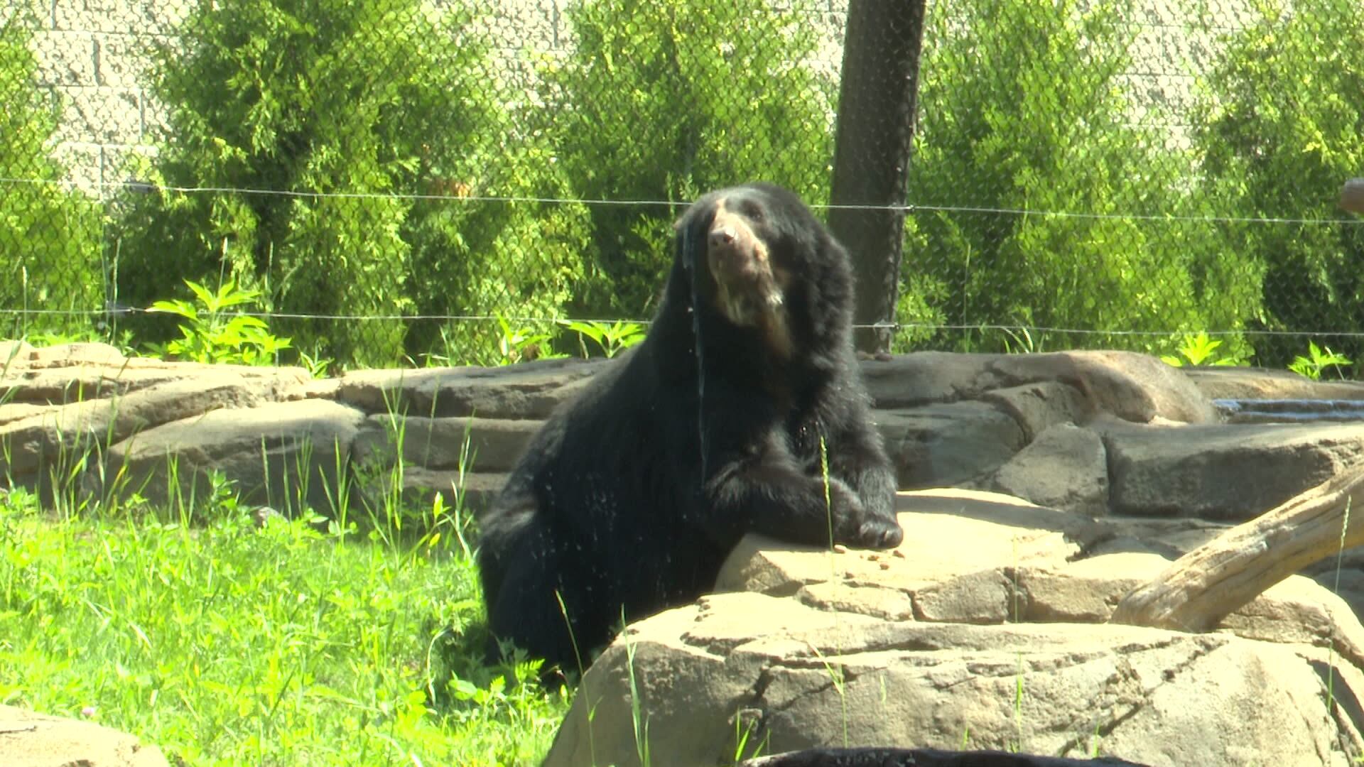 A look inside the new Andean bear exhibit at the Potawatomi Zoo - Vimarsana News